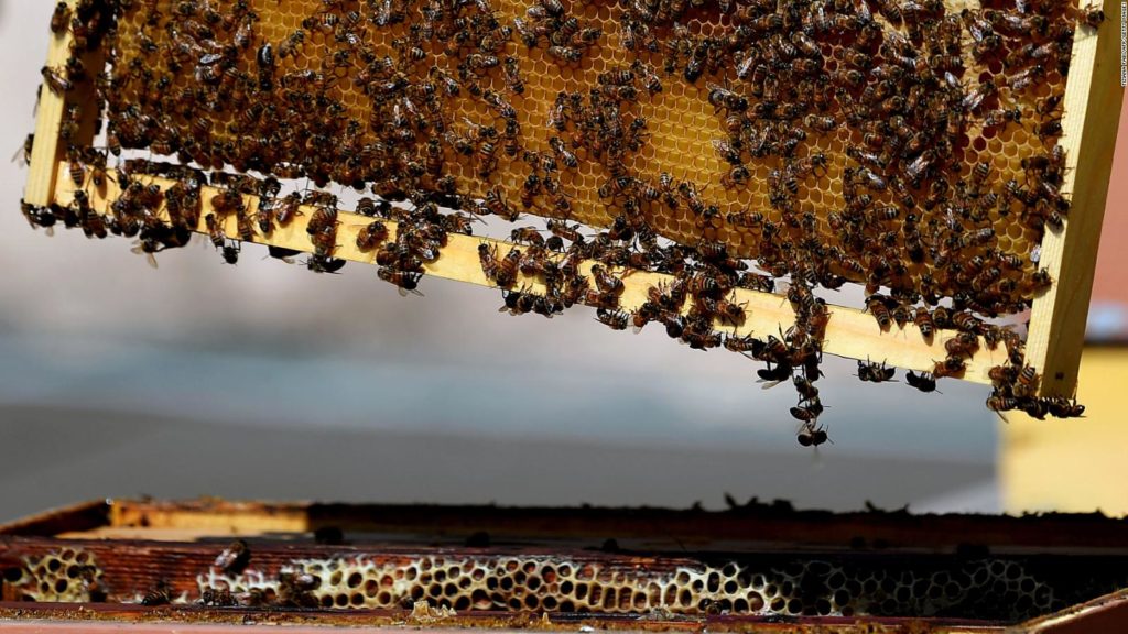Avantajele tehnologiei 5G pentru stupii de albine